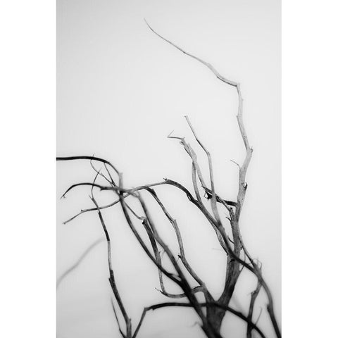 Searching Branches II White Modern Wood Framed Art Print by Stramel, Renee W.