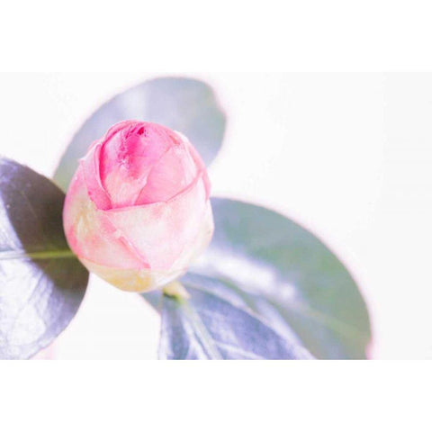 Halogen Bloom II Black Modern Wood Framed Art Print with Double Matting by Stramel, Renee W.