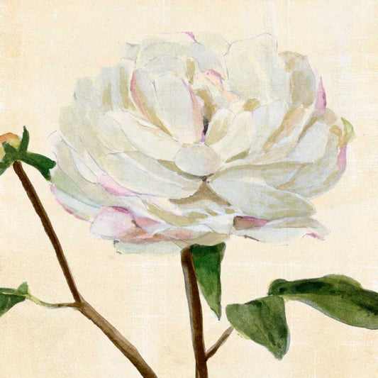 Image Only