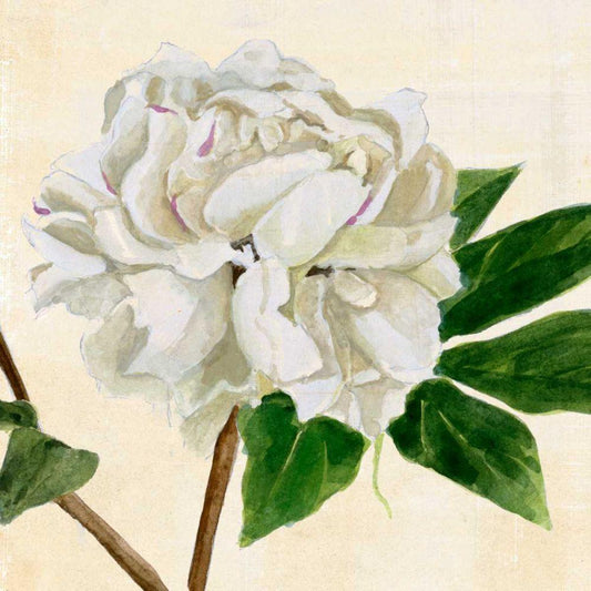 Image Only