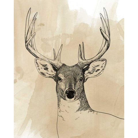 Burnished Buck II Black Modern Wood Framed Art Print by Popp, Grace