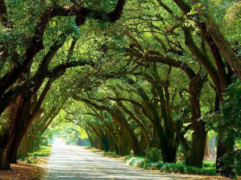 Canopy Road I White Modern Wood Framed Art Print with Double Matting by McLoughlin, James