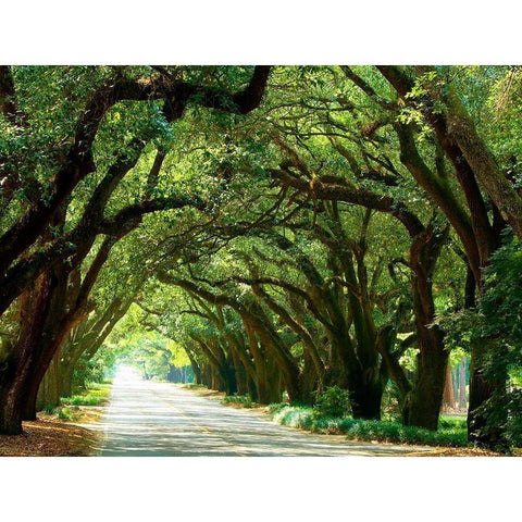 Canopy Road I Black Modern Wood Framed Art Print by McLoughlin, James