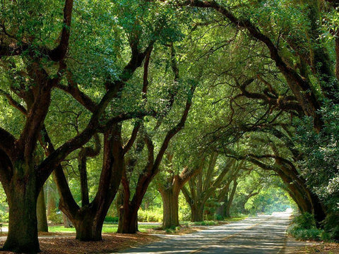 Canopy Road II White Modern Wood Framed Art Print with Double Matting by McLoughlin, James