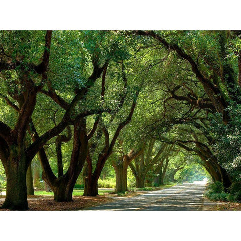 Canopy Road II Black Modern Wood Framed Art Print with Double Matting by McLoughlin, James