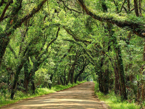 Canopy Road III White Modern Wood Framed Art Print with Double Matting by McLoughlin, James