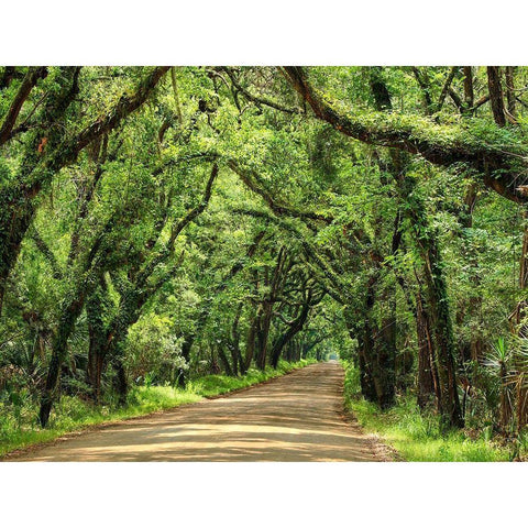 Canopy Road III Black Modern Wood Framed Art Print by McLoughlin, James
