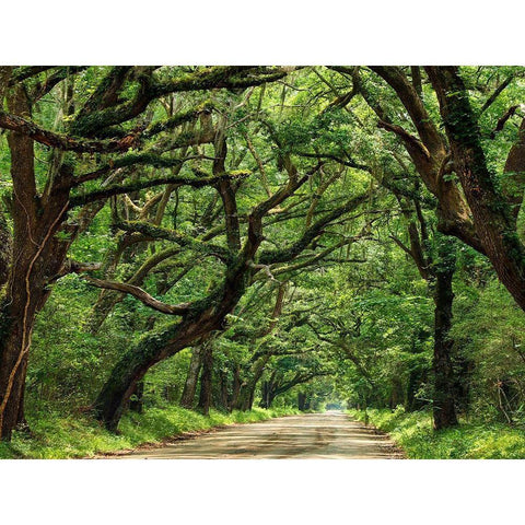 Canopy Road IV Black Modern Wood Framed Art Print with Double Matting by McLoughlin, James