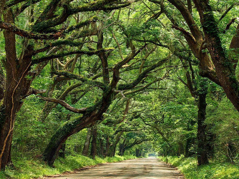 Canopy Road IV White Modern Wood Framed Art Print with Double Matting by McLoughlin, James