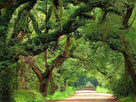 Canopy Road V Black Ornate Wood Framed Art Print with Double Matting by McLoughlin, James