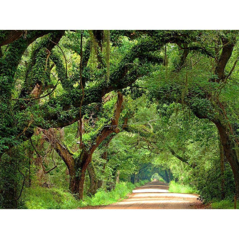 Canopy Road V Black Modern Wood Framed Art Print by McLoughlin, James