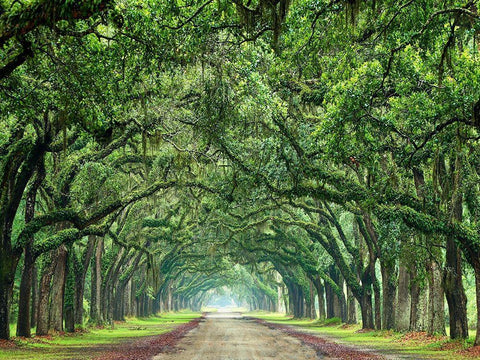 Canopy Road VI Black Ornate Wood Framed Art Print with Double Matting by McLoughlin, James
