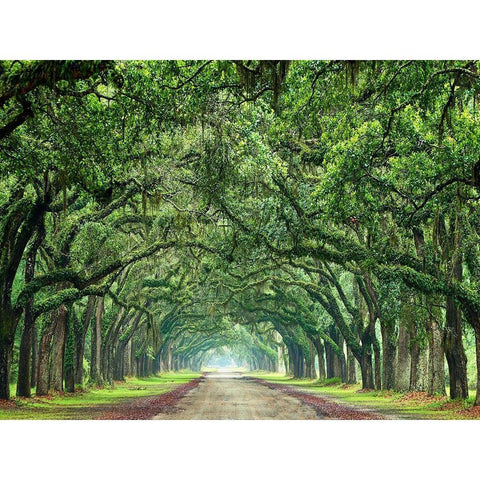 Canopy Road VI Black Modern Wood Framed Art Print by McLoughlin, James