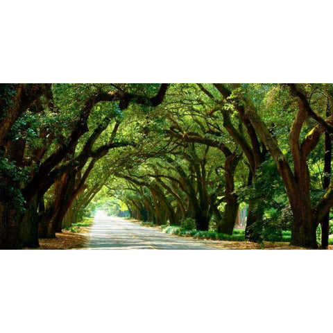 Canopy Road Panorama I Gold Ornate Wood Framed Art Print with Double Matting by McLoughlin, James