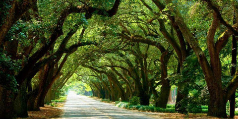 Canopy Road Panorama I White Modern Wood Framed Art Print with Double Matting by McLoughlin, James