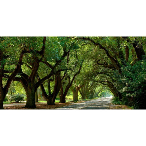 Canopy Road Panorama II White Modern Wood Framed Art Print by McLoughlin, James