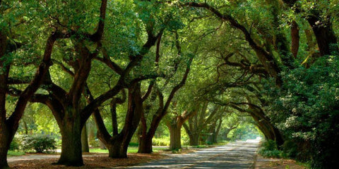 Canopy Road Panorama II Black Ornate Wood Framed Art Print with Double Matting by McLoughlin, James