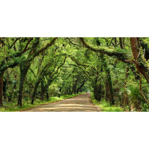 Canopy Road Panorama III Gold Ornate Wood Framed Art Print with Double Matting by McLoughlin, James