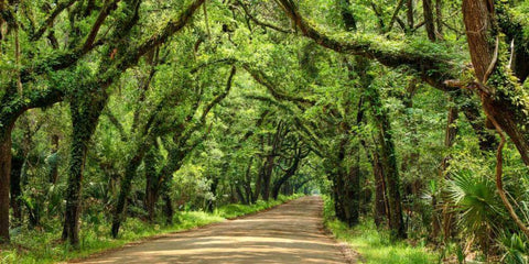 Canopy Road Panorama III White Modern Wood Framed Art Print with Double Matting by McLoughlin, James