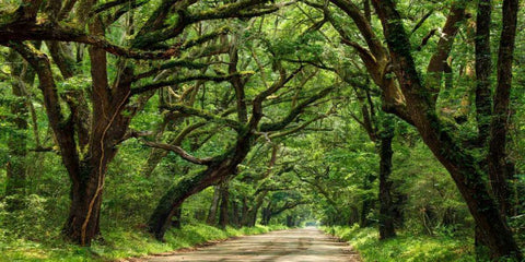 Canopy Road Panorama IV Black Ornate Wood Framed Art Print with Double Matting by McLoughlin, James