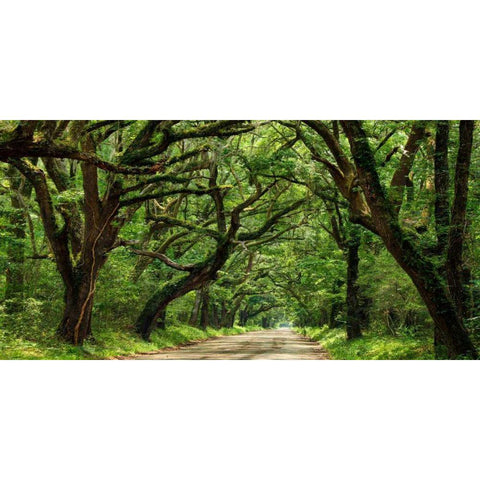 Canopy Road Panorama IV Black Modern Wood Framed Art Print by McLoughlin, James