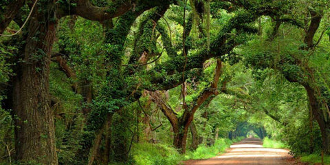 Canopy Road Panorama V White Modern Wood Framed Art Print with Double Matting by McLoughlin, James