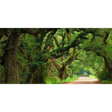 Canopy Road Panorama V Gold Ornate Wood Framed Art Print with Double Matting by McLoughlin, James