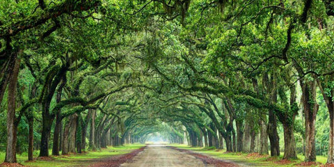 Canopy Road Panorama VI White Modern Wood Framed Art Print with Double Matting by McLoughlin, James
