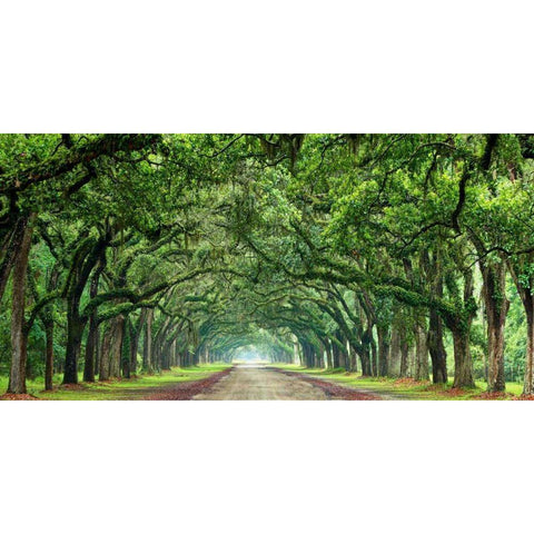 Canopy Road Panorama VI Black Modern Wood Framed Art Print by McLoughlin, James