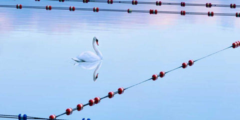 Swan and Ropes White Modern Wood Framed Art Print with Double Matting by McLoughlin, James