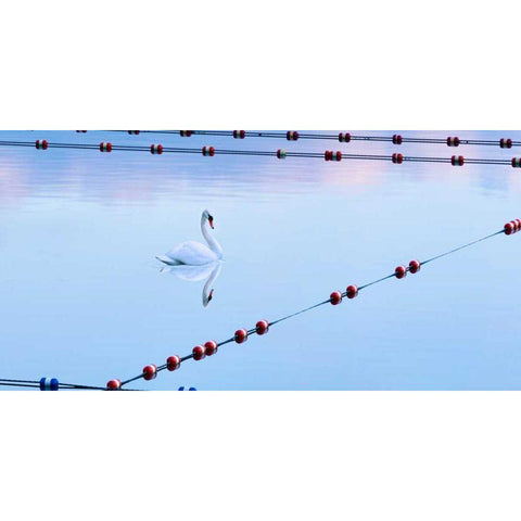 Swan and Ropes Gold Ornate Wood Framed Art Print with Double Matting by McLoughlin, James