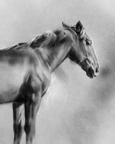 Charcoal Equine Portrait I White Modern Wood Framed Art Print with Double Matting by Caroline, Emma