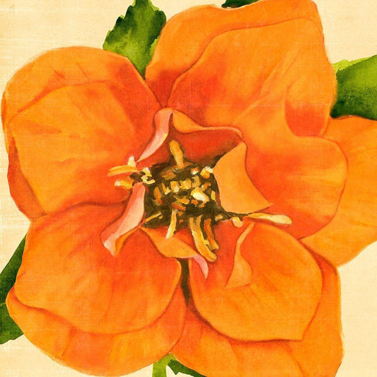 Image Only