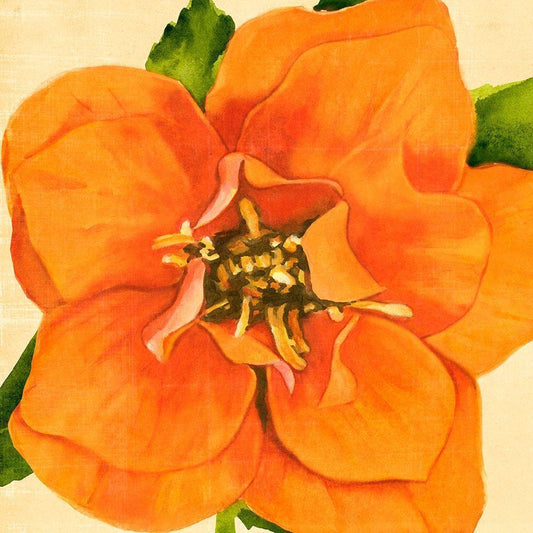Image Only