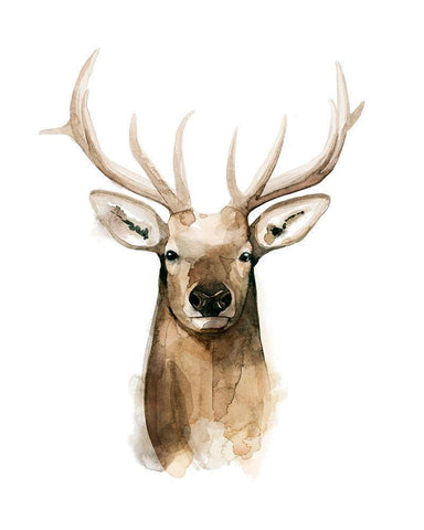 Watercolor Elk Portrait I White Modern Wood Framed Art Print with Double Matting by Popp, Grace