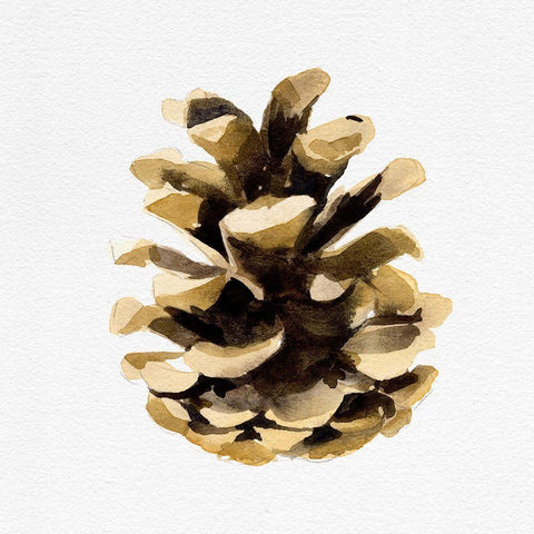 Conifer Cone II Black Ornate Wood Framed Art Print with Double Matting by Caroline, Emma