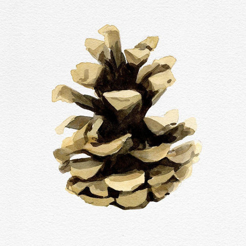Conifer Cone III White Modern Wood Framed Art Print with Double Matting by Caroline, Emma