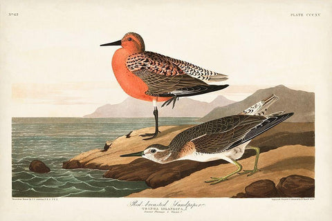 Pl. 315 Red-breasted Sandpiper Black Ornate Wood Framed Art Print with Double Matting by Audubon, John James