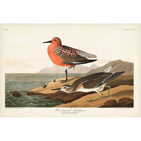 Pl. 315 Red-breasted Sandpiper Gold Ornate Wood Framed Art Print with Double Matting by Audubon, John James