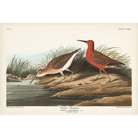 Pl. 263 Curlew Sandpiper Gold Ornate Wood Framed Art Print with Double Matting by Audubon, John James