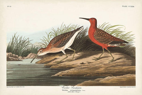 Pl. 263 Curlew Sandpiper White Modern Wood Framed Art Print with Double Matting by Audubon, John James