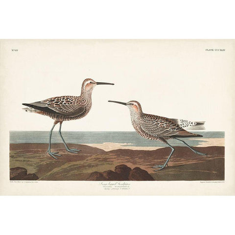 Pl. 344 Long-legged Sandpiper Black Modern Wood Framed Art Print with Double Matting by Audubon, John James