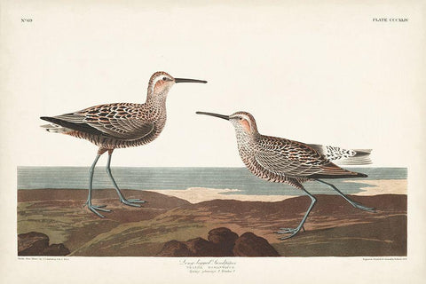 Pl. 344 Long-legged Sandpiper Black Ornate Wood Framed Art Print with Double Matting by Audubon, John James