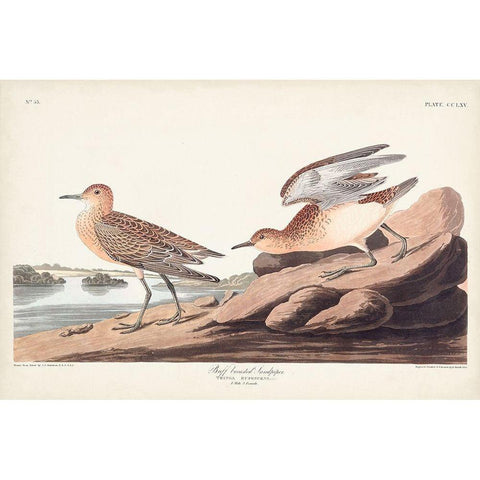 Pl. 265 Buff-breasted Sandpiper White Modern Wood Framed Art Print by Audubon, John James