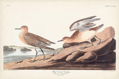 Pl. 265 Buff-breasted Sandpiper White Modern Wood Framed Art Print with Double Matting by Audubon, John James