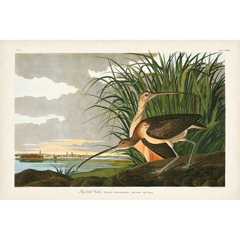 Pl. 231 Long-billed Curlew White Modern Wood Framed Art Print by Audubon, John James