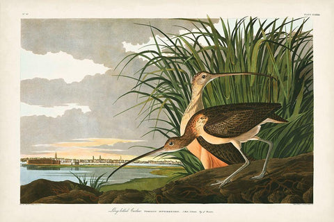 Pl. 231 Long-billed Curlew Black Ornate Wood Framed Art Print with Double Matting by Audubon, John James