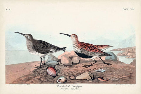 Pl. 290 Red-backed Sandpiper White Modern Wood Framed Art Print with Double Matting by Audubon, John James