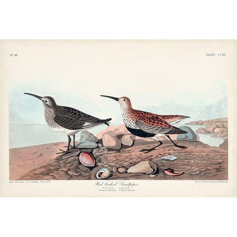 Pl. 290 Red-backed Sandpiper Black Modern Wood Framed Art Print with Double Matting by Audubon, John James