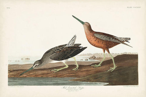 Pl. 335 Red-breasted Snipe White Modern Wood Framed Art Print with Double Matting by Audubon, John James